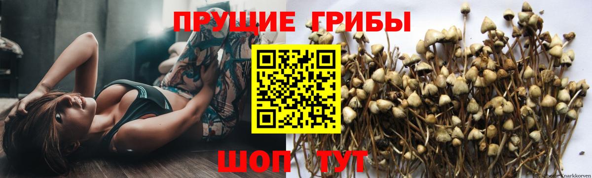 Артёмовский  где купить наркоту  Псилоцибиновые грибы Psilocybe  Вход с VPN  Псилоцибиновые грибы Psilocybine cubensis 